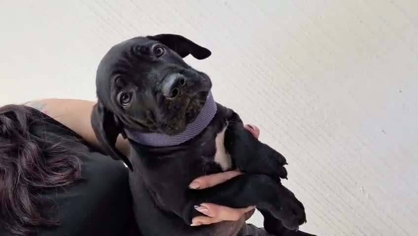 Cane Corso dogs for sale: Cane Corso 2 - Video 6