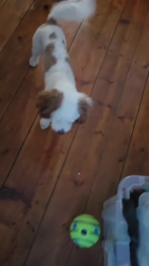 Cavapoo dogs for stud: Loki Kingsley - Video 3