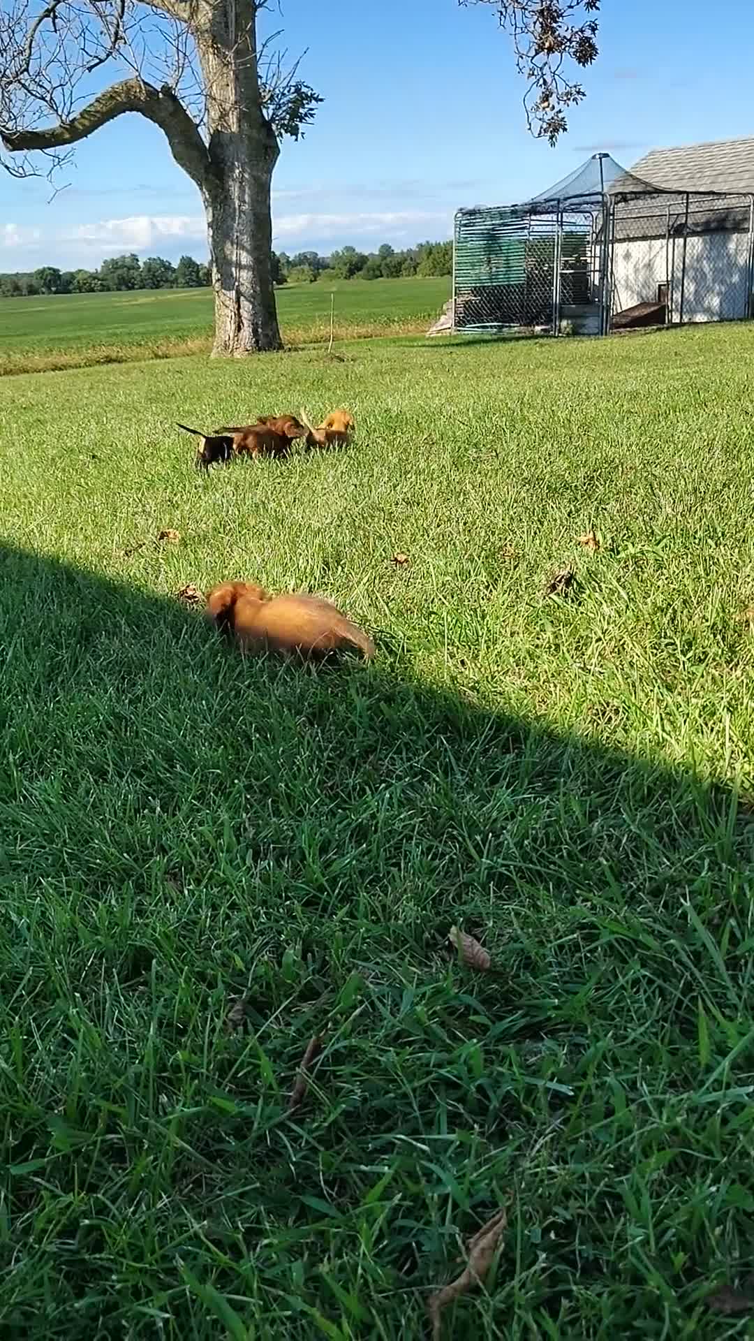 Miniature Dachshund dogs for sale: Miniature Dachshund 3 - Video 2