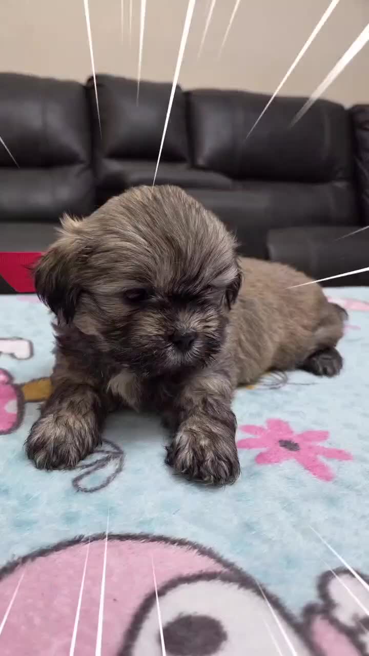 Shih Tzu dogs for sale: Shih Tzu 1 - Video 1