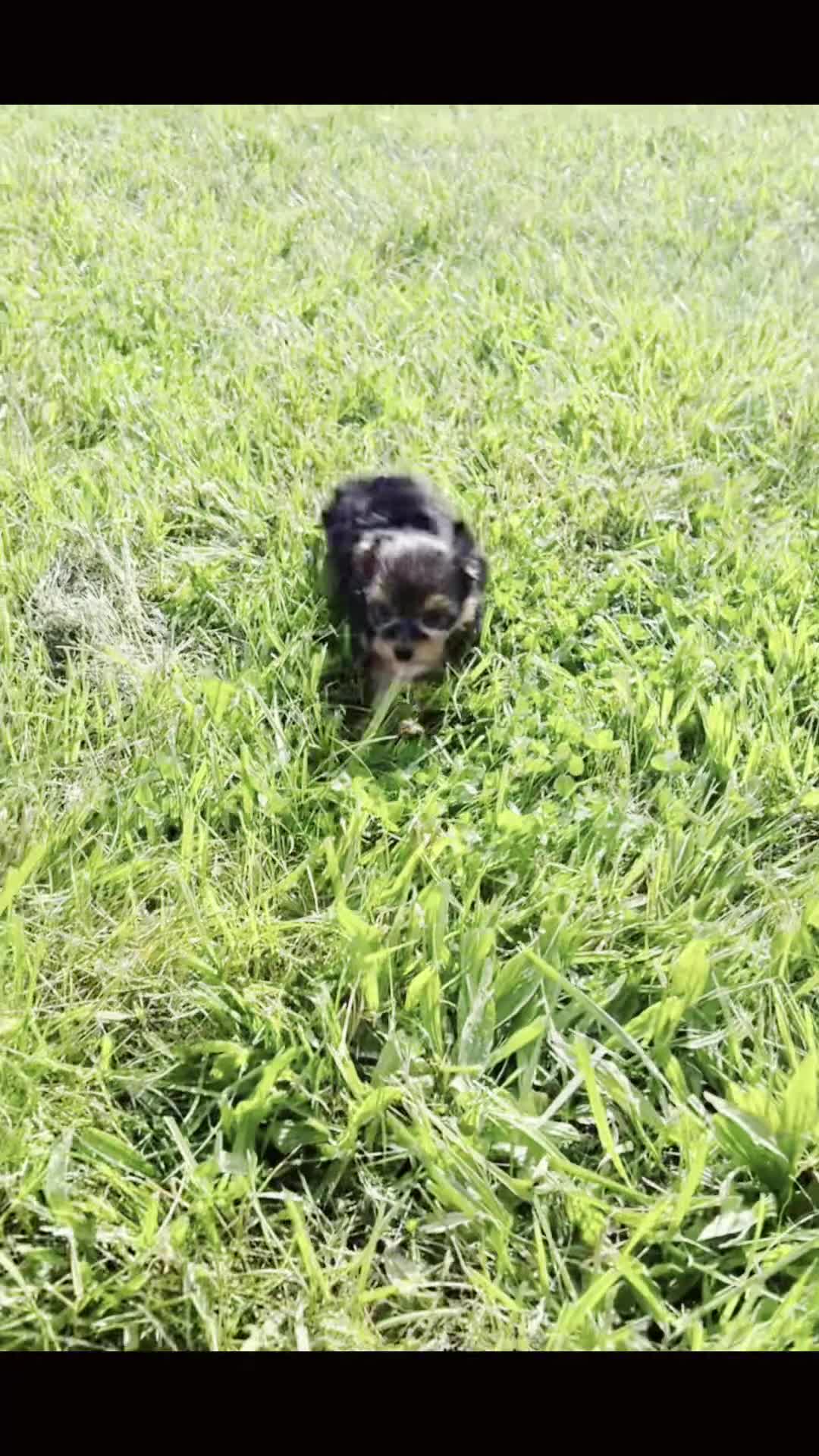Yorkshire Terrier dogs for sale: Jellybean - Video 1