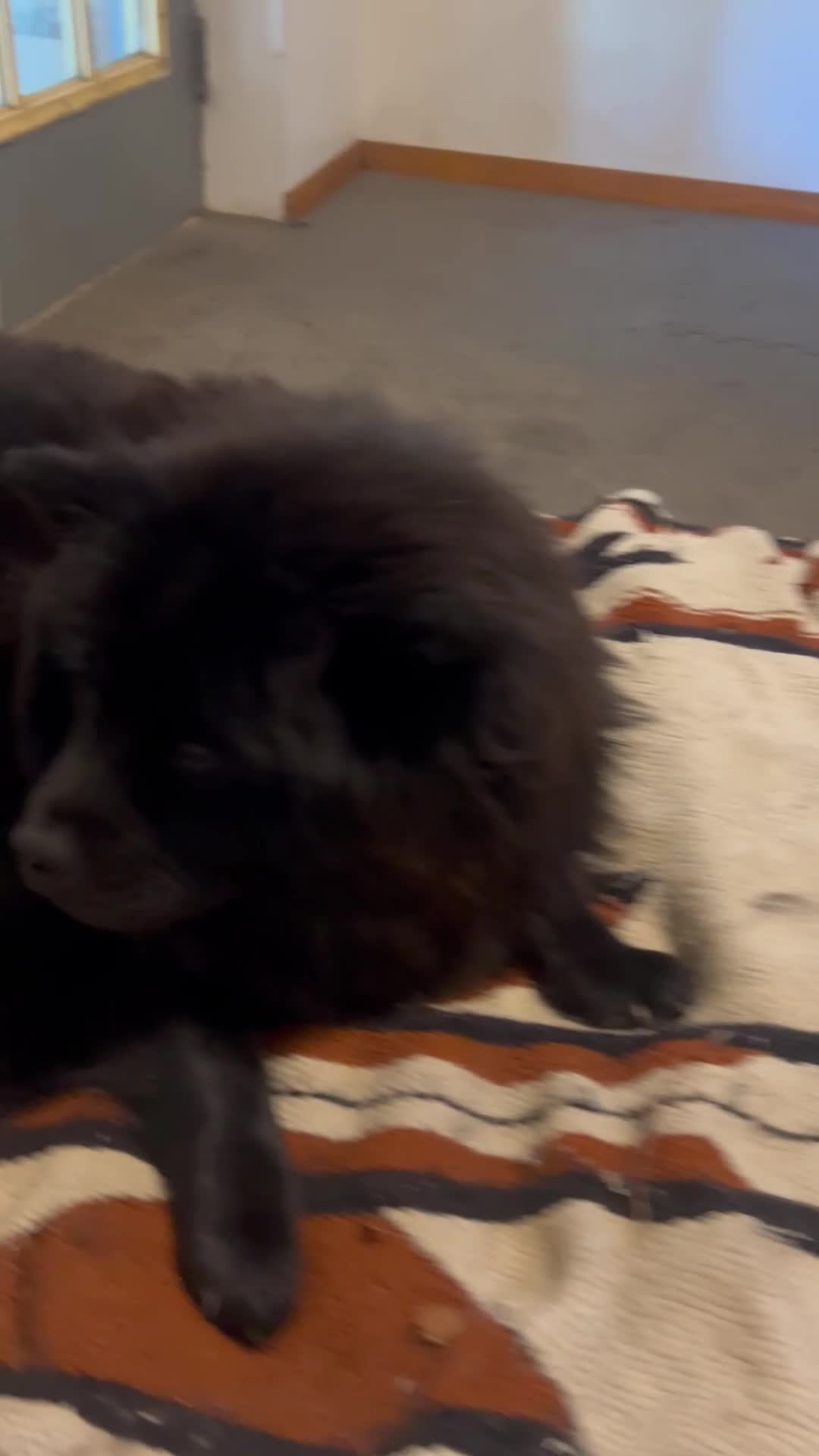 Chow Chow dogs for sale: Chow Chow Puppy 5 - Video 1