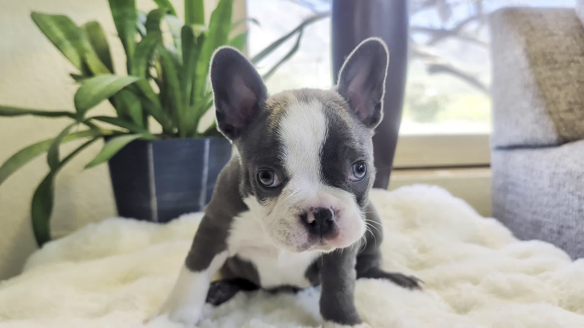 Frenchton dogs for sale: Pistachio - Video 1