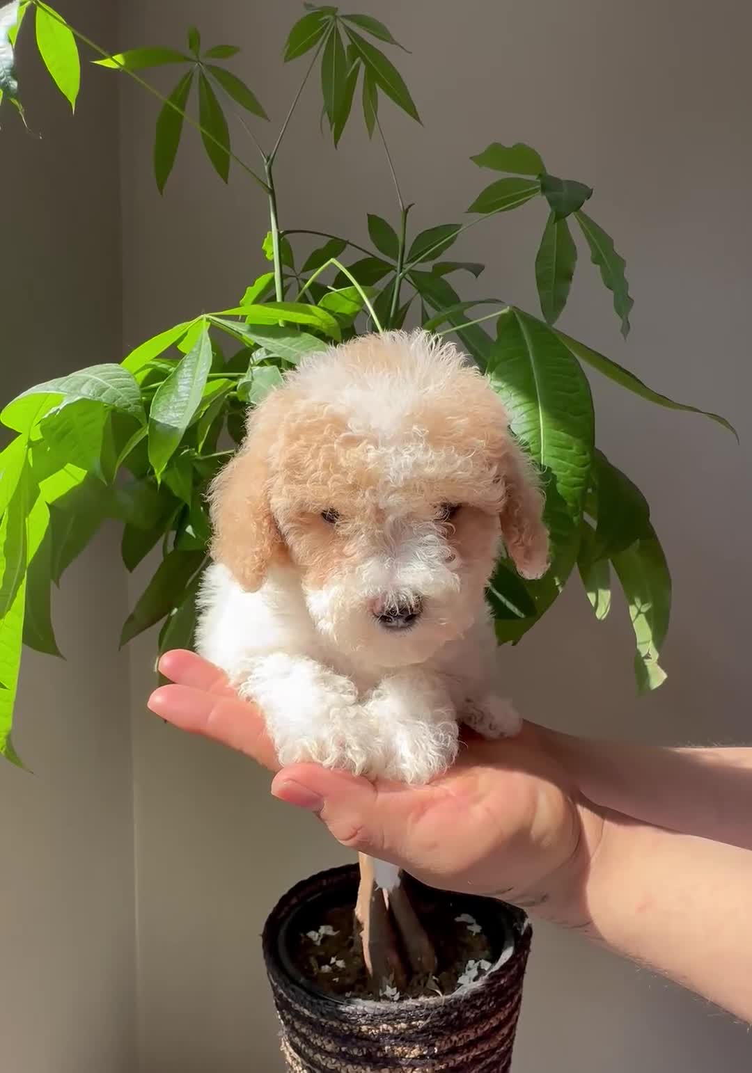 Maltipoo dogs for sale: Maltipoo 2 - Video 1