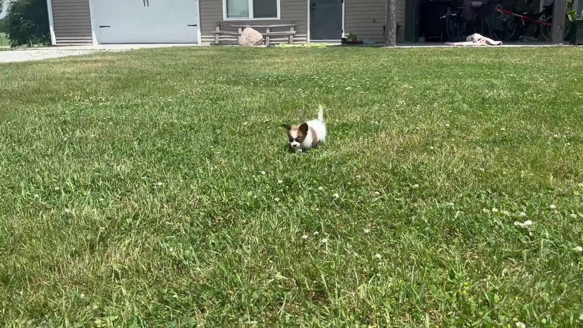 Papillon dogs for sale: Wren - Video 1