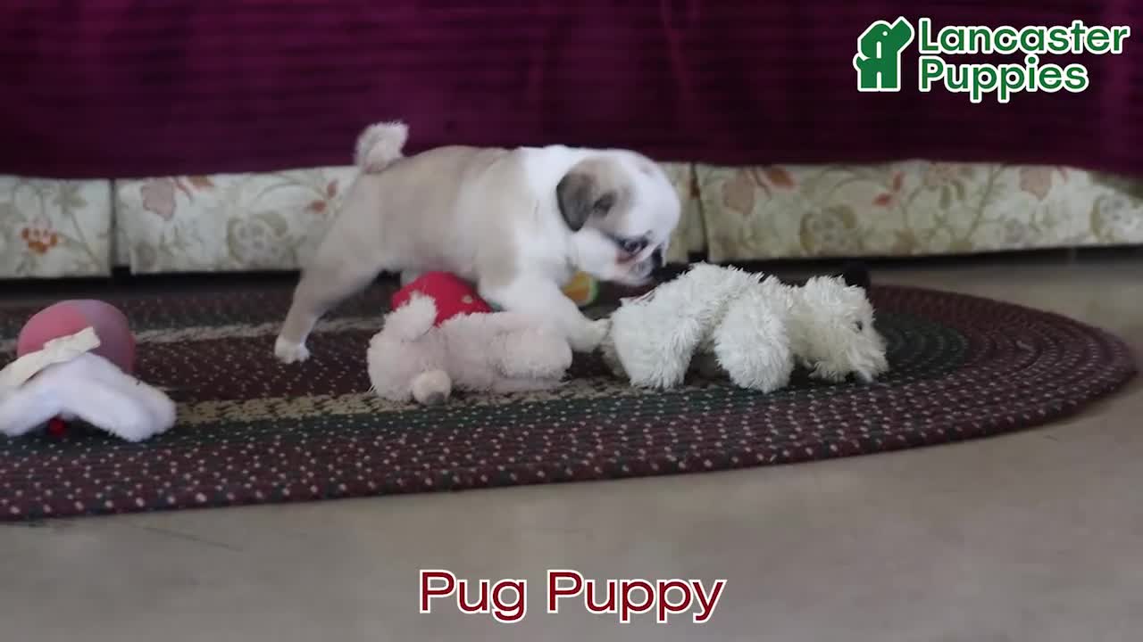 Pug dogs for sale: Brownie - Video 1