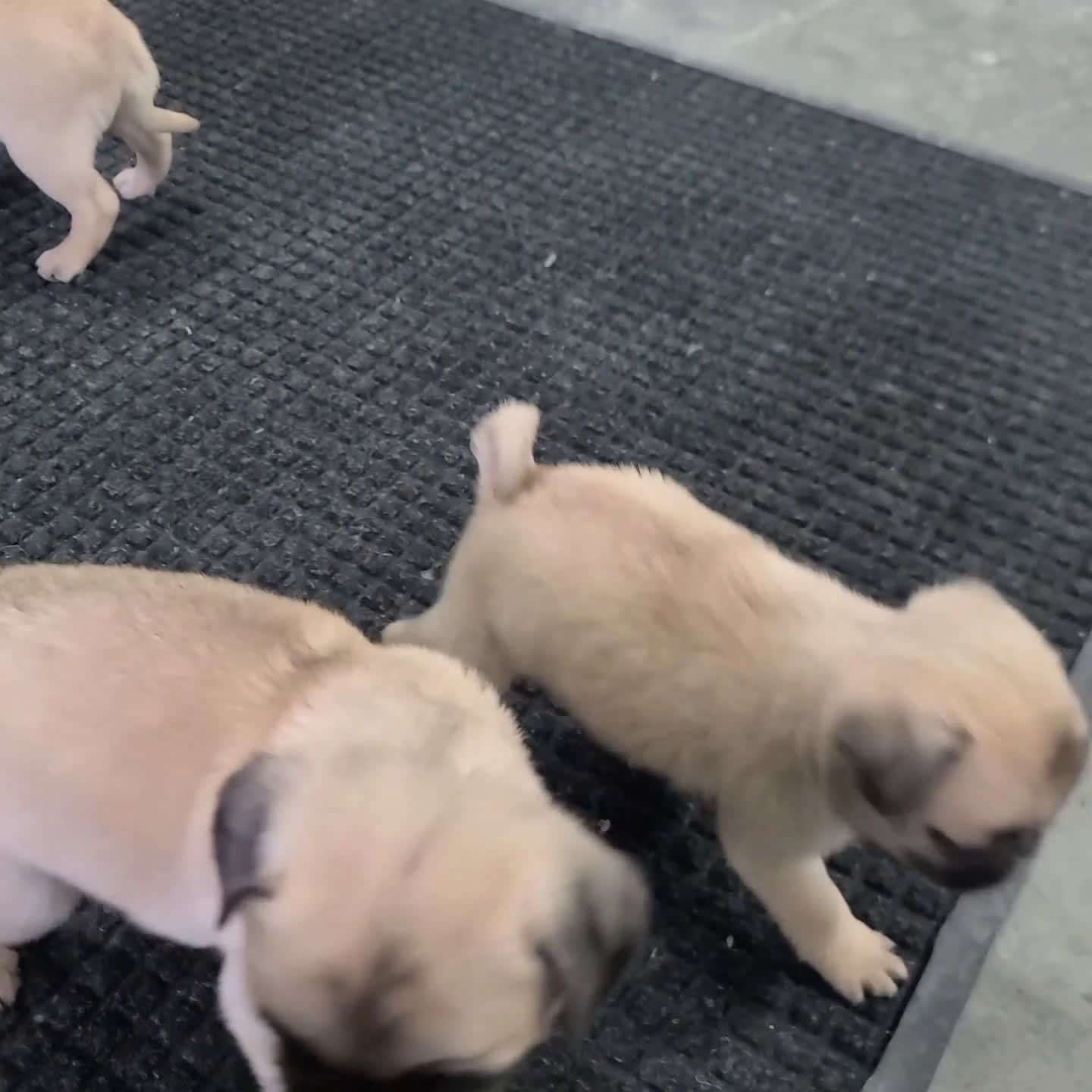 Pug dogs for sale: Tigana - Video 1