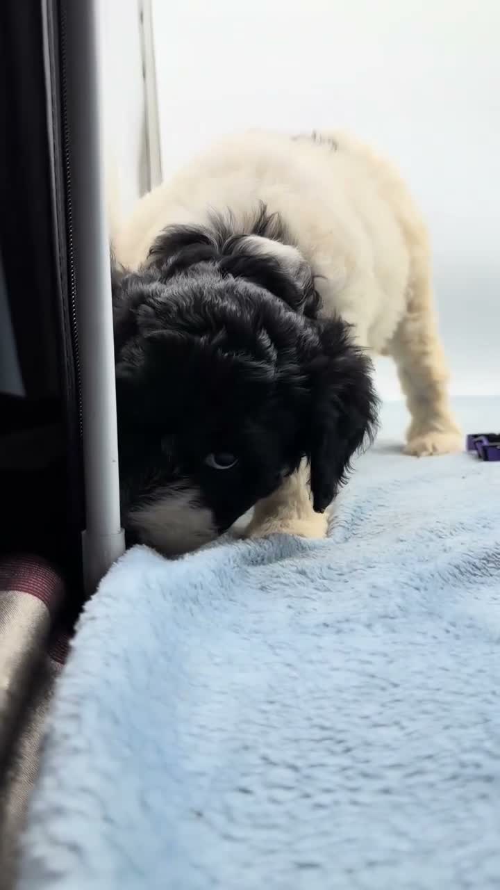 Mixed Breed dogs for sale: Sadie - Purple Collar Pyredoodle - Video 1