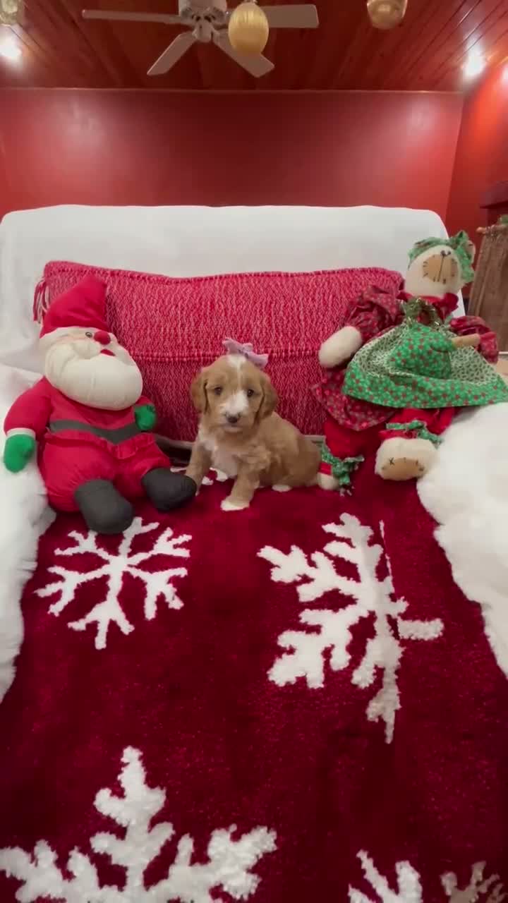 Mini Goldendoodle dogs for sale: Petite Mini Goldendoodle Sadie - Video 1