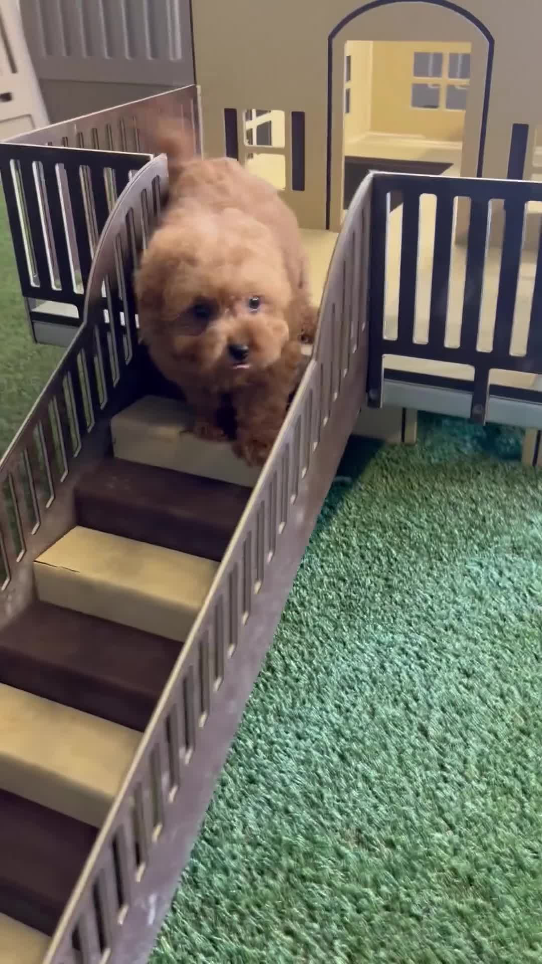 Goldendoodle dogs for sale: Fiona - Video 1