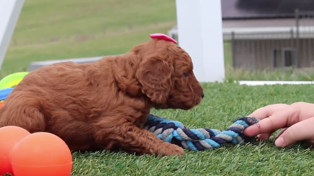 Mini Goldendoodle dogs for sale: Tigger - Video 2