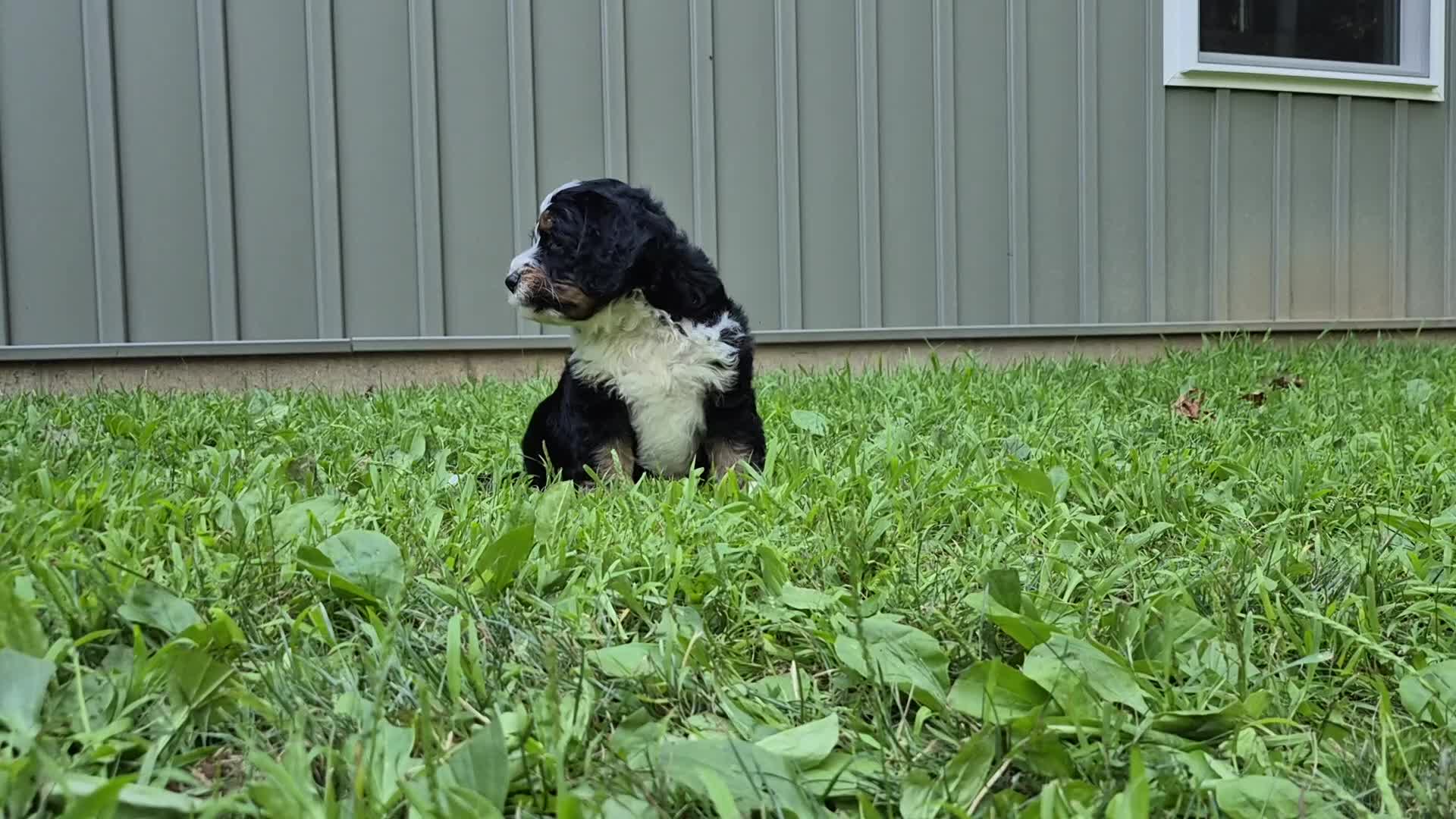 Bernedoodle dogs for sale: Duke  - Video 1