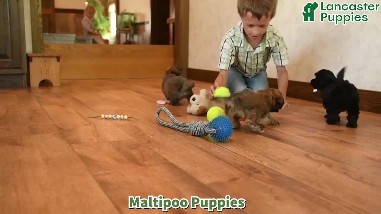 Maltipoo dogs for sale: Petunie  - Video 1