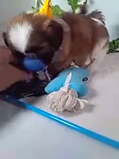 Shih Tzu dogs for sale: Benji - Video 1