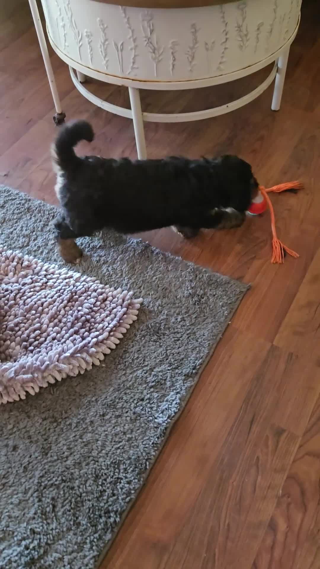 Bernedoodle dogs for sale: Bernedoodle 7 Tan Collar - Video 1