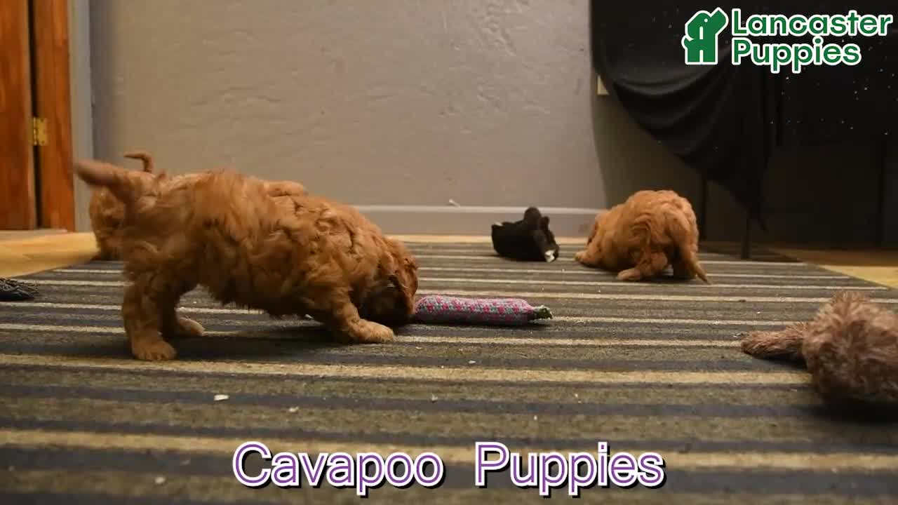 Cavapoo dogs for sale: Ranger - Video 1