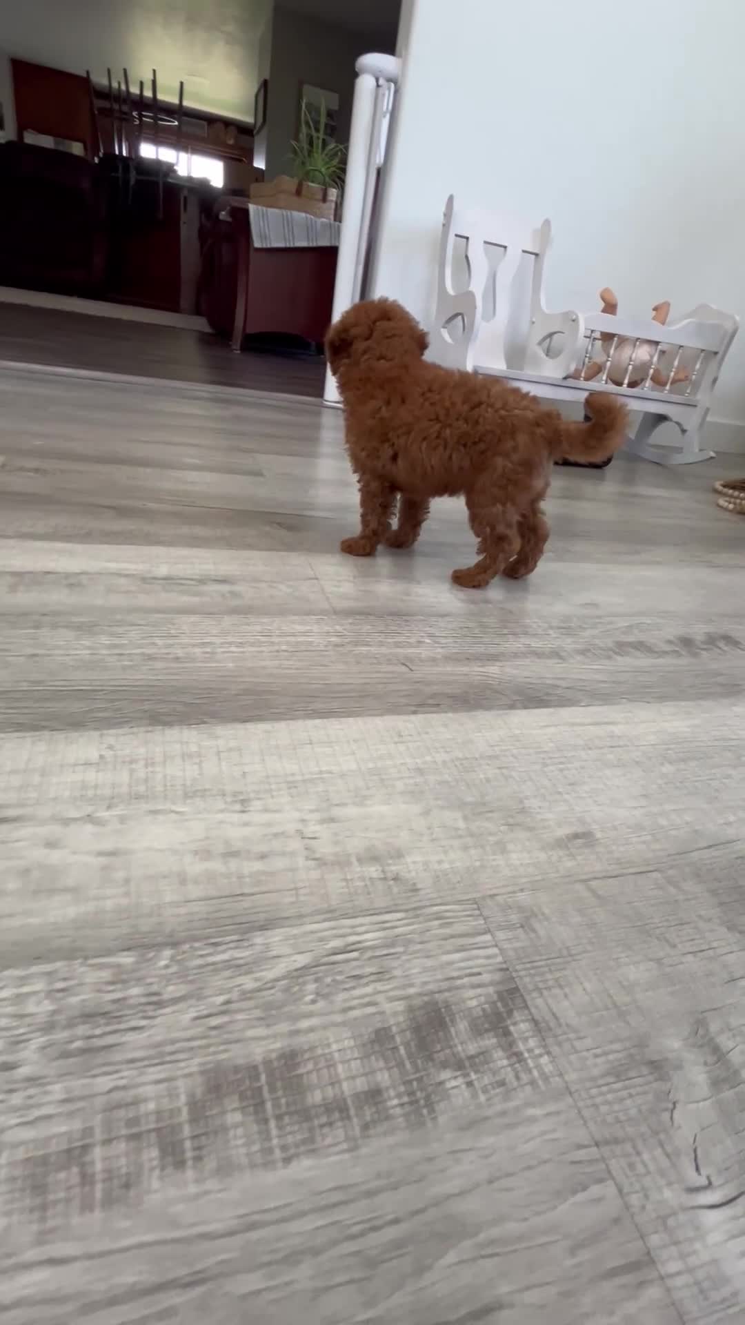 Mini Goldendoodle dogs for sale: Asher  - Video 1