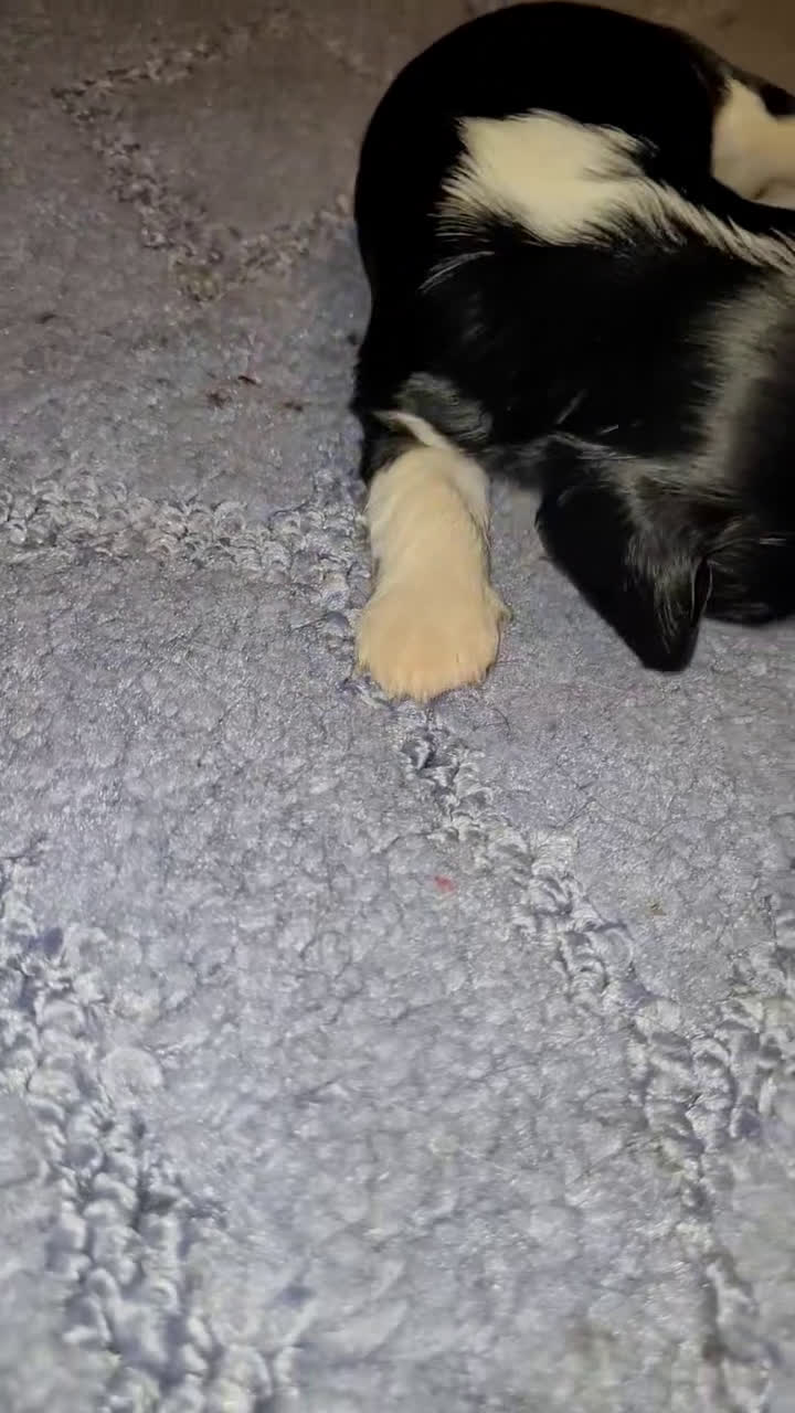 Cavalier King Charles Spaniel dogs for sale: Sebastian - Video 1