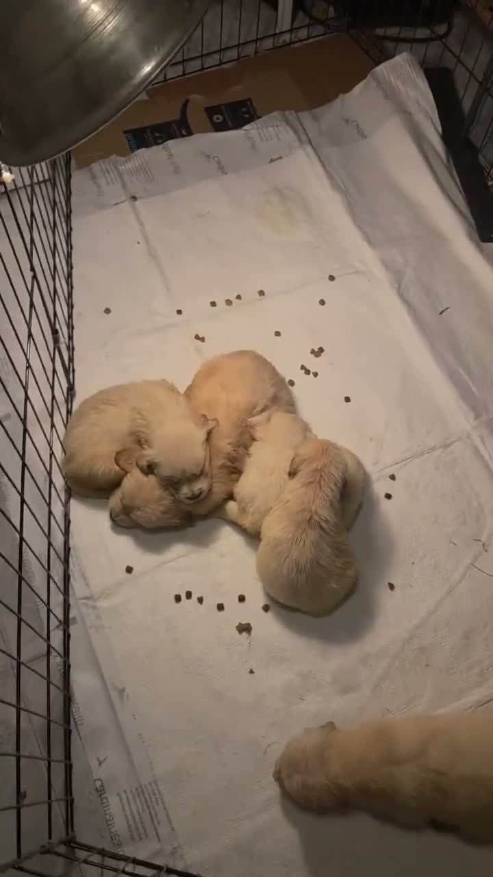 Golden Retriever dogs for sale: Golden Retriever 2 - Video 1