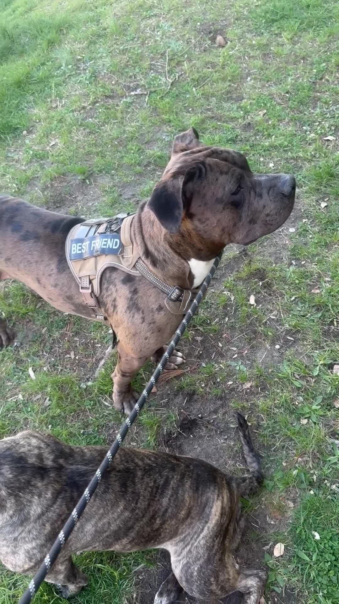 American Bully dogs for sale: Winter - Video 2
