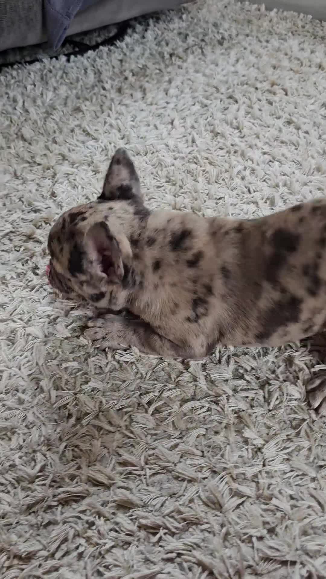 French Bulldog dogs for sale: French Bulldog 2 - Video 1