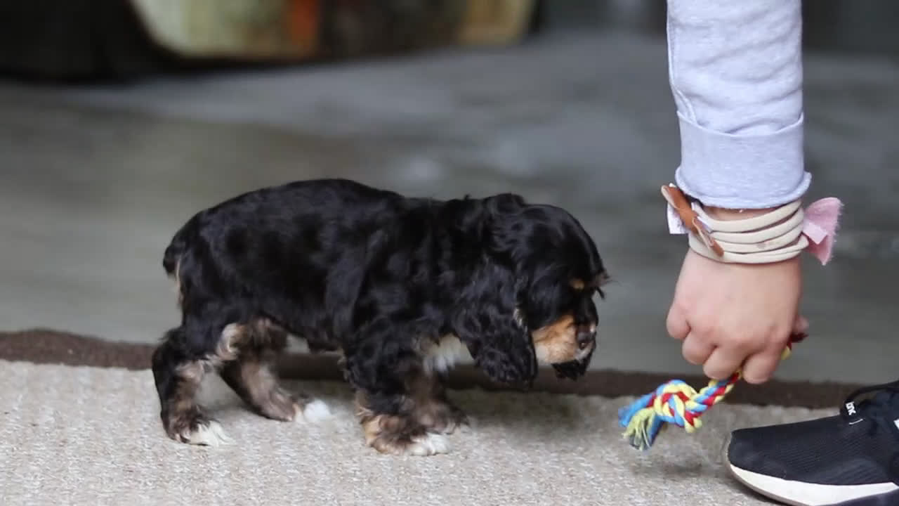 Cocker Spaniel dogs for sale: Lulu - Video 7