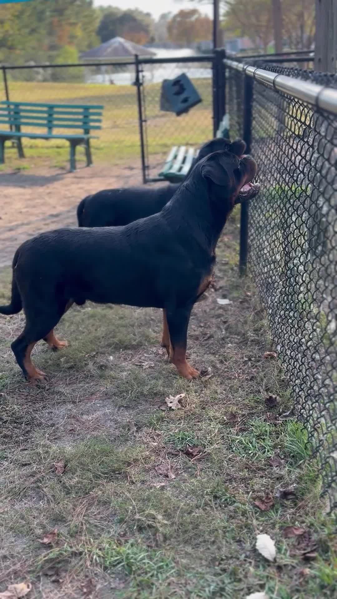 Rottweiler dogs for sale: Rottweiler Puppy 1 - Video 4