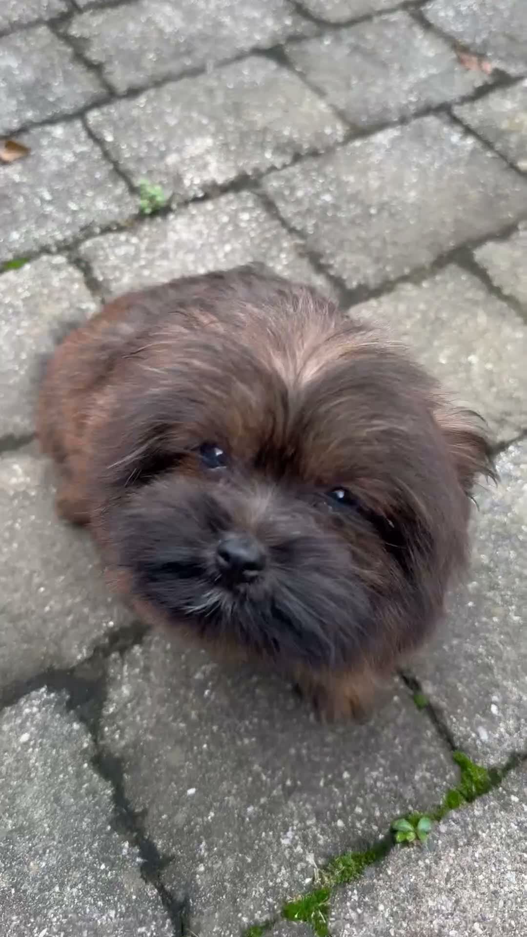 Mixed Breed dogs for sale: Pixsy (mini Chewbacca)  - Video 5