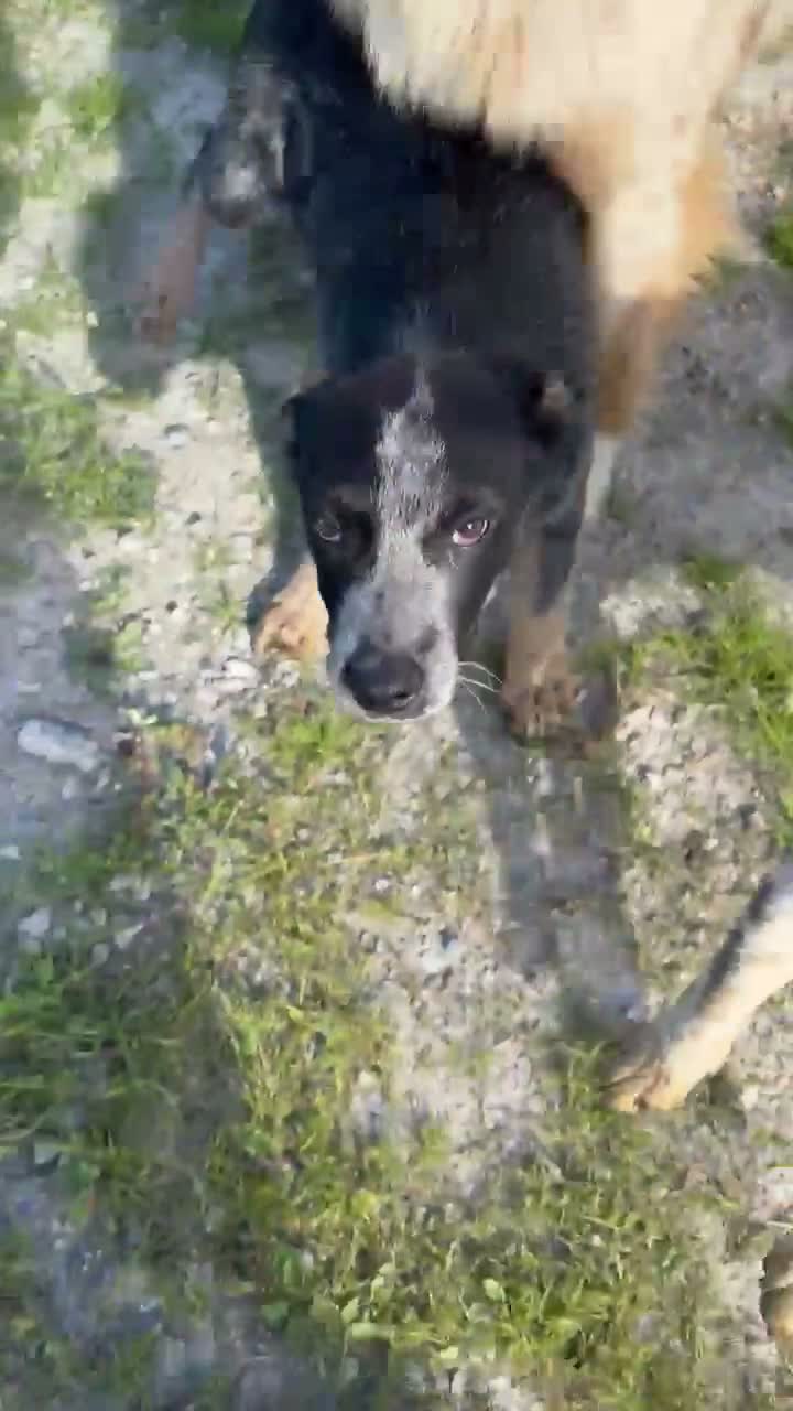 Australian Cattle Dog dogs for sale: Buddy - Video 1