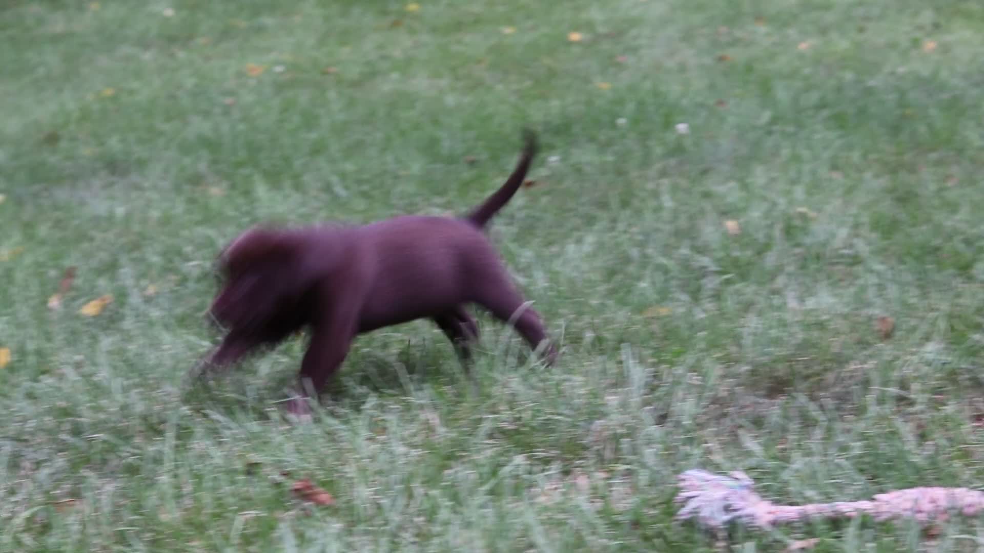Labrador Retriever dogs for sale: Charlie - Video 1
