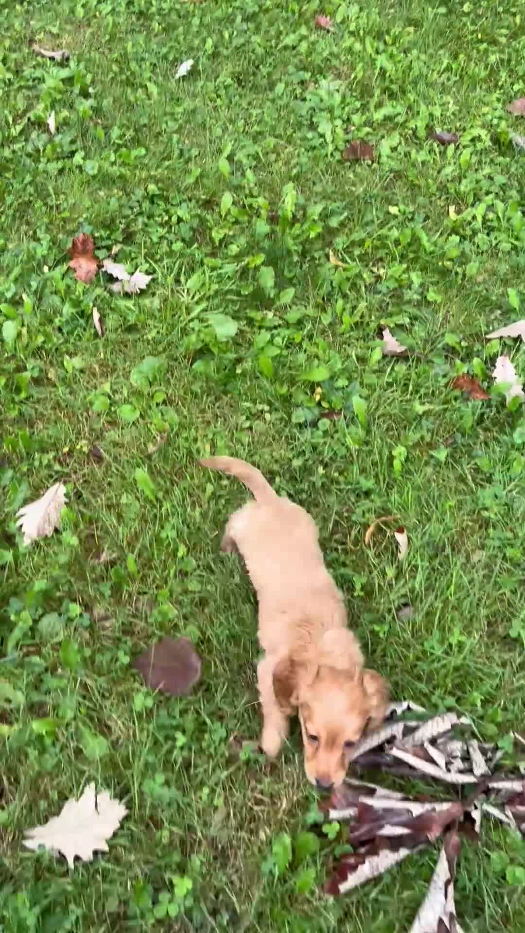Dachshund dogs for sale: Carmen  - Video 2