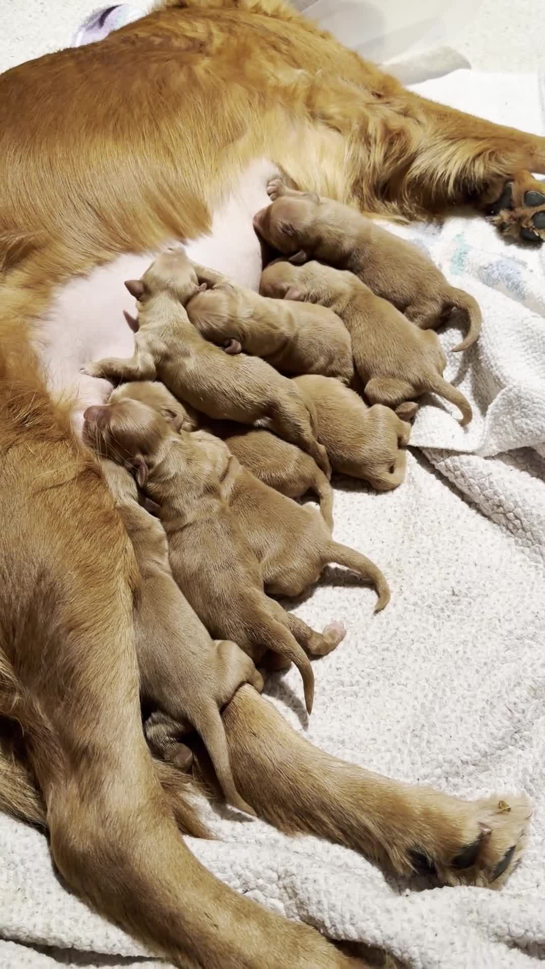 Golden Retriever dogs for sale: Golden Retriever Puppy 2 - Video 1