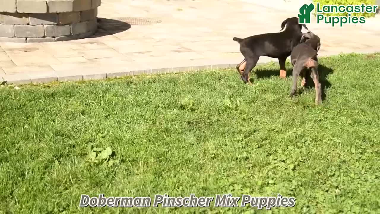 Mixed Breed dogs for sale: Fancy - Video 1