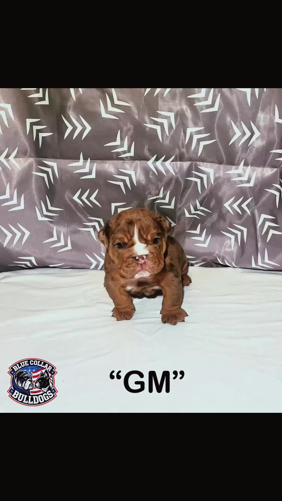 English Bulldog dogs for sale: English Bulldog Puppy - GM  - Video 1