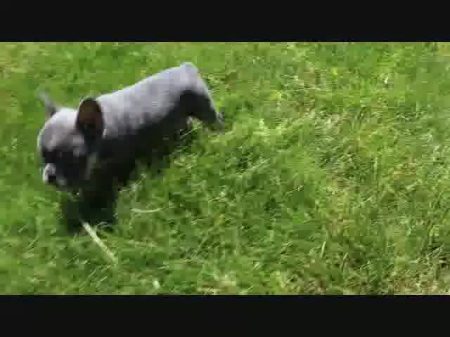French Bulldog dogs for sale: Tracy - Video 1