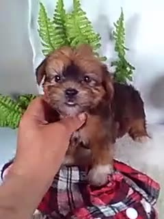Shorkie dogs for sale: Gizmo - Video 1