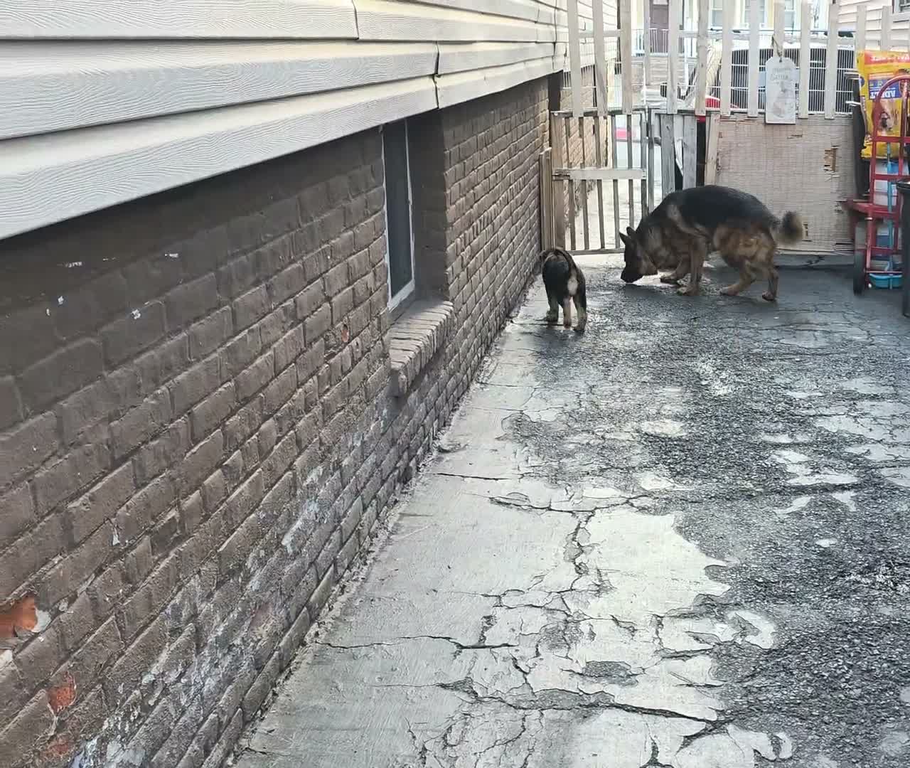 German Shepherd dogs for sale: Zara 🐾 - Video 1