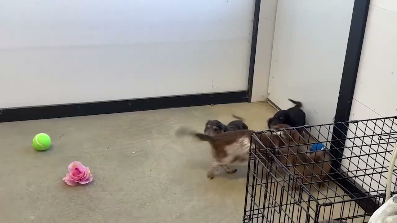 Miniature Dachshund dogs for sale: Venus - Video 1