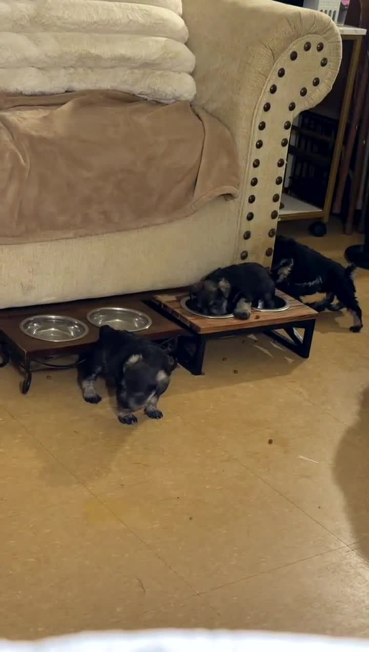Schnauzer dogs for sale: Schnauzer Puppy 2 - Video 1