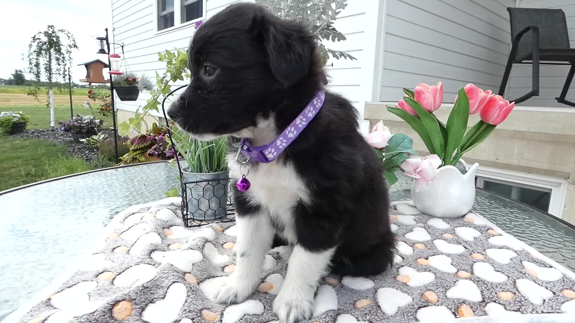Mixed Breed dogs for sale: Mixed Breed 5 Daisey - Video 1