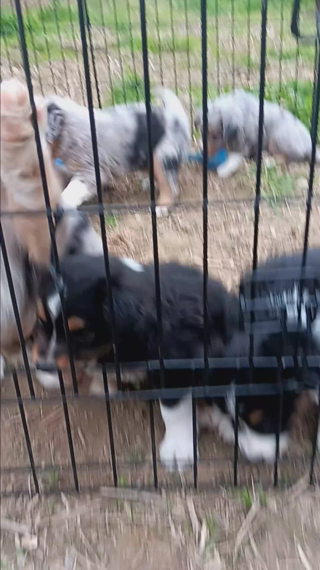 Miniature Australian Shepherd dogs for sale: Grady - Video 2