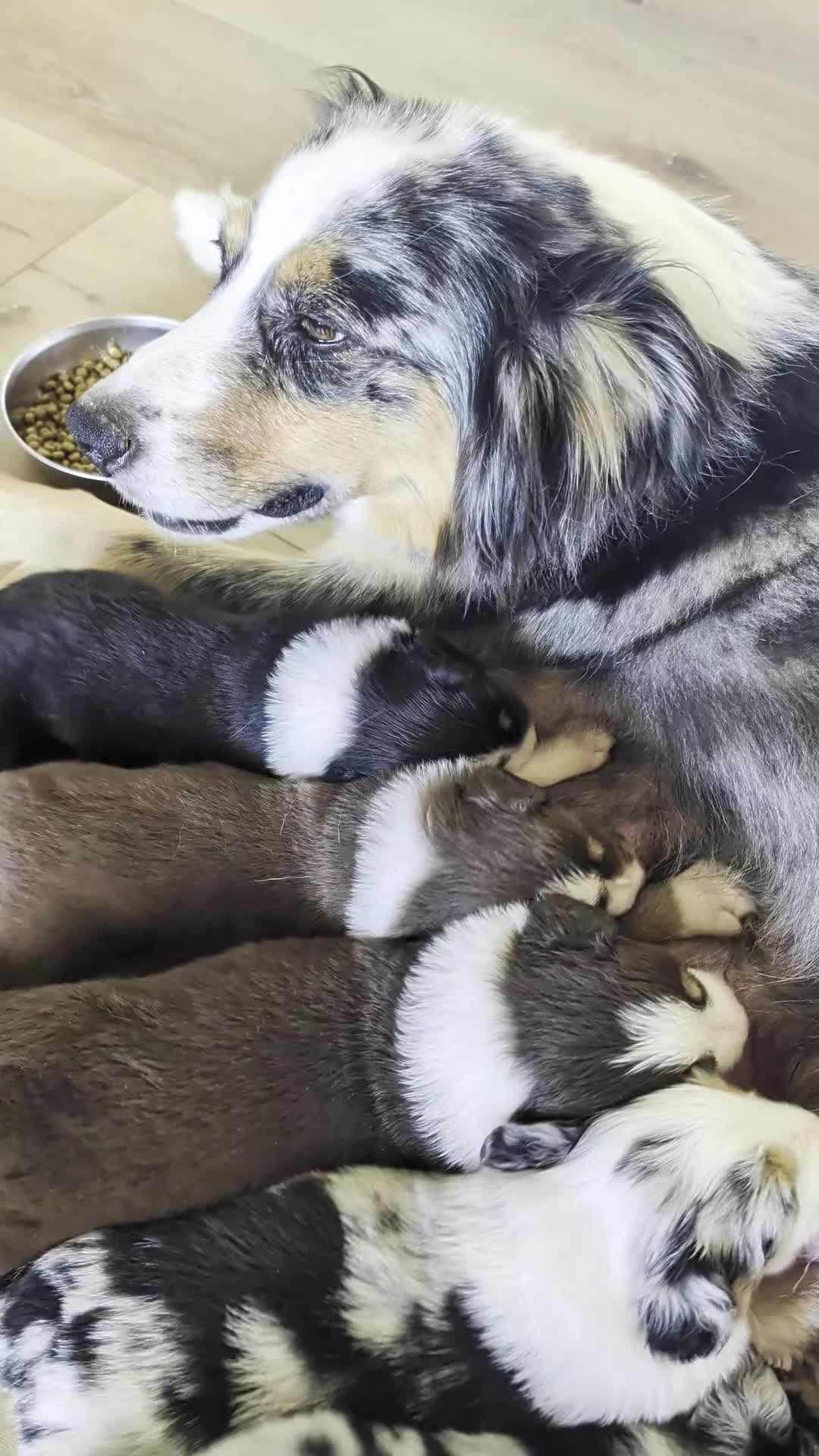 Australian Shepherd dogs for sale: Brownie: Female Merle Standard Australian Shepherd  - Video 2