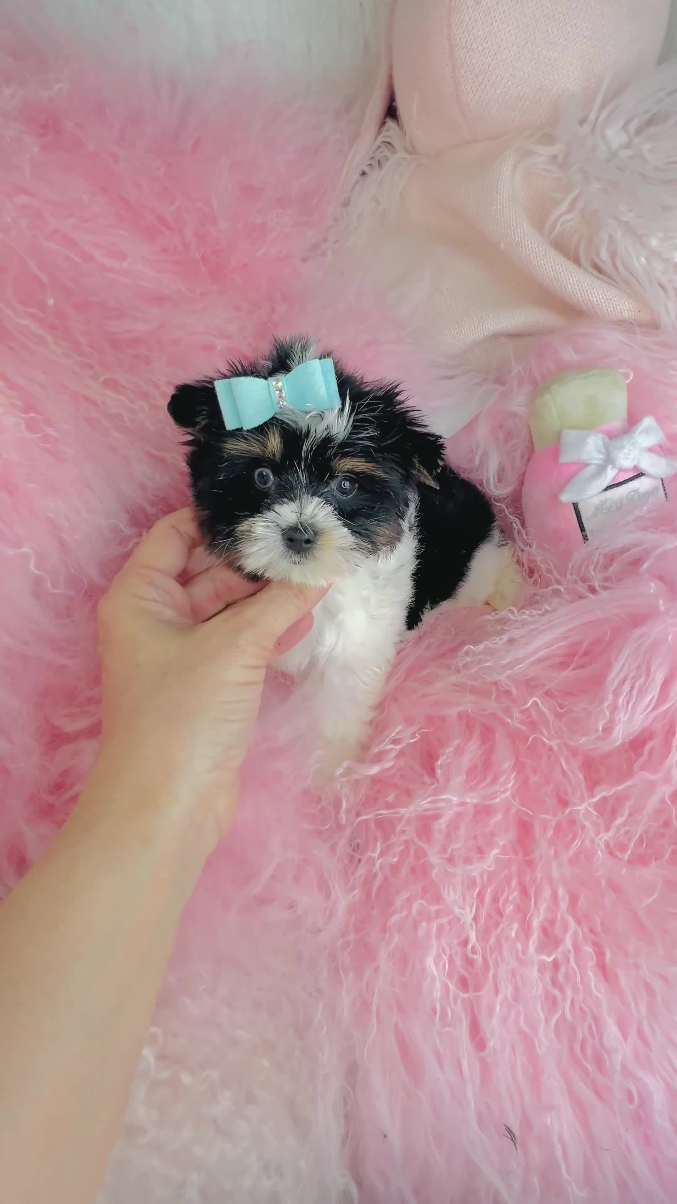 Biewer Terrier dogs for sale: Biewer Terrier Puppy 3 - Video 1