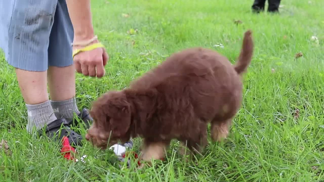 Mini Aussiedoodle dogs for sale: Tucker - Video 1