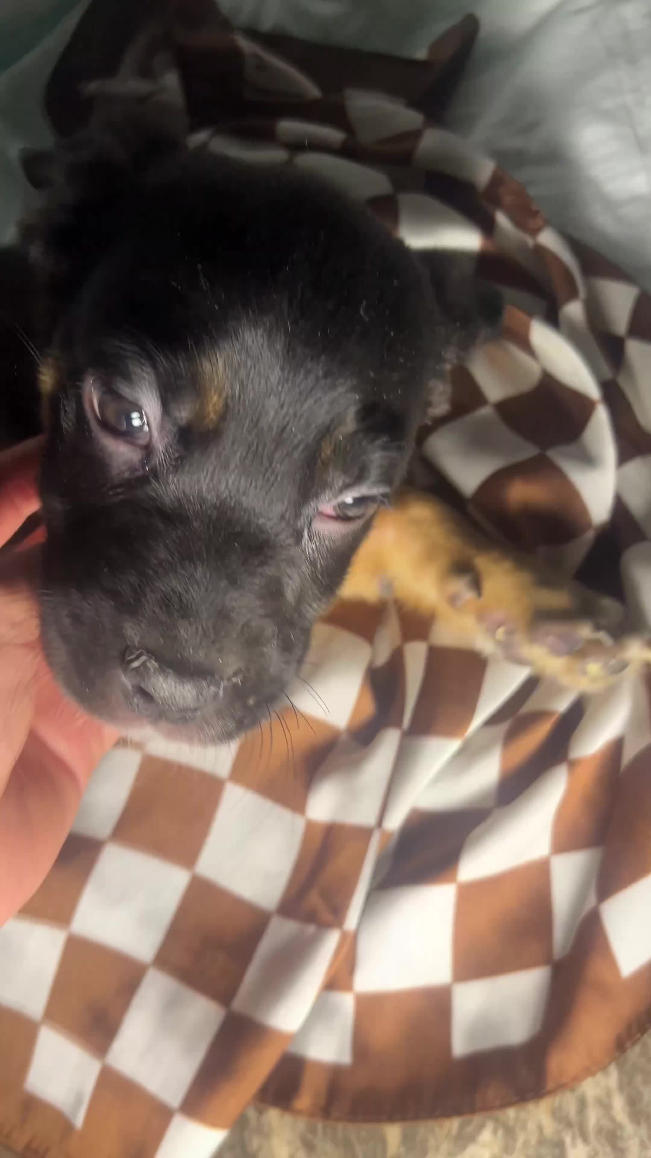 Mixed Breed dogs for sale: Mixed Breed Puppy 2 - Video 1