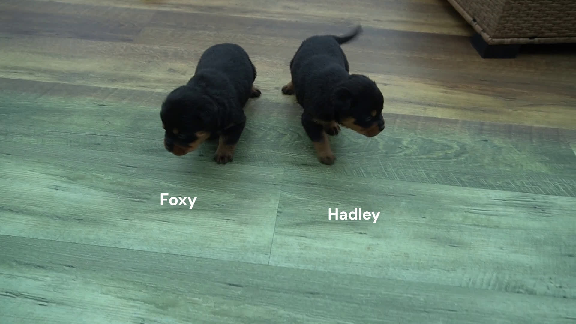 Rottweiler dogs for sale: Foxy - Video 1