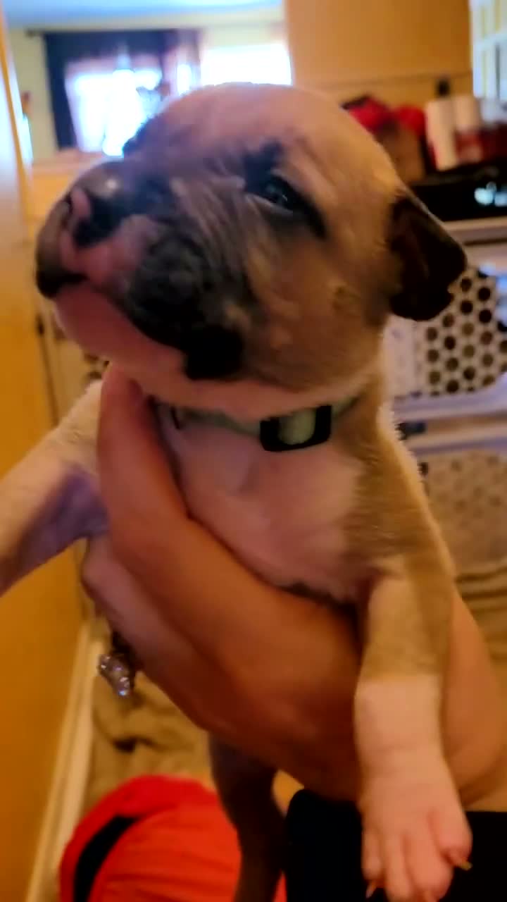 American Bully dogs for sale: Avery - Video 1