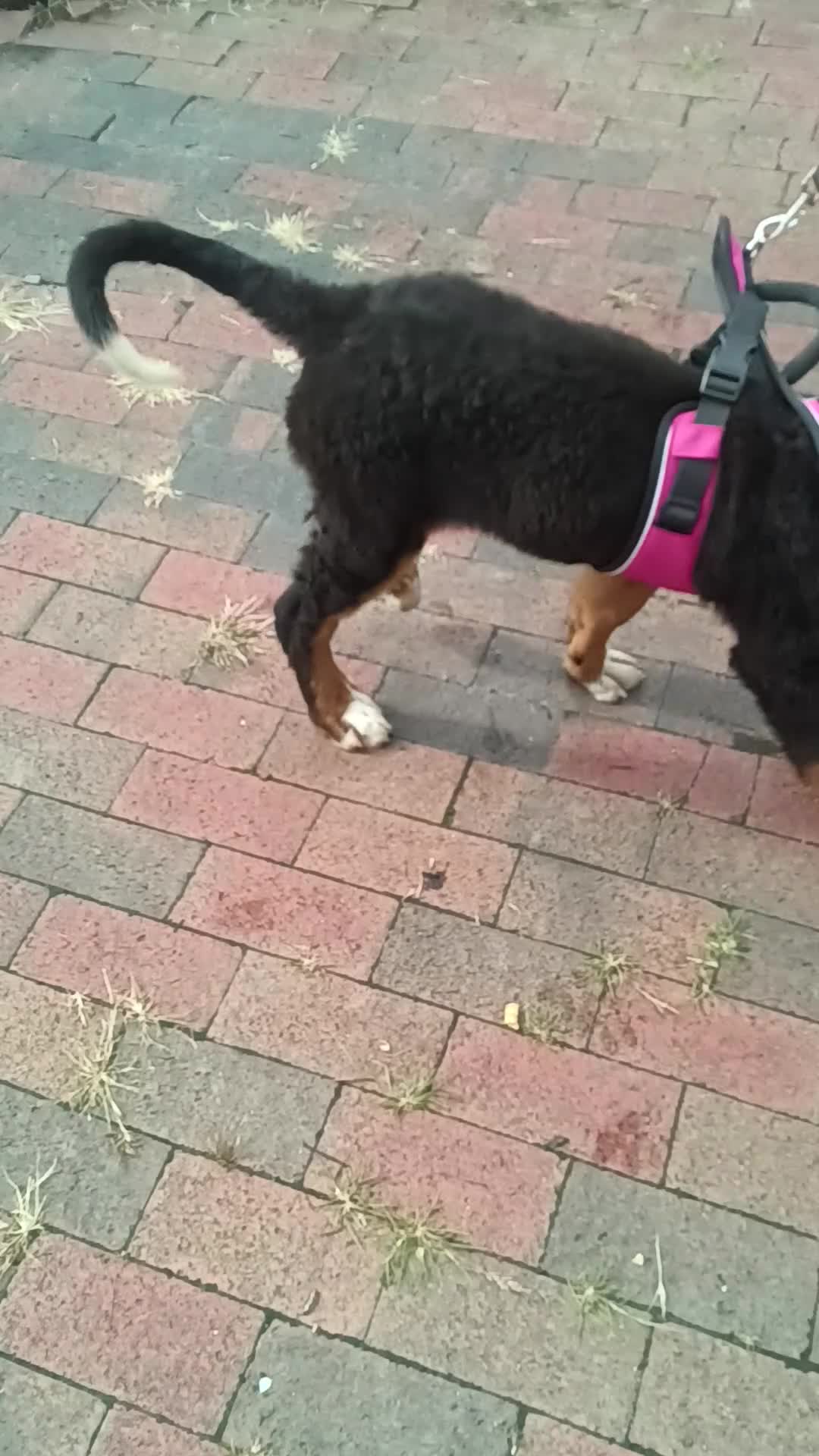 Bernese Mountain Dog dogs for sale: Bernese Mountain Dog 2 - Video 5