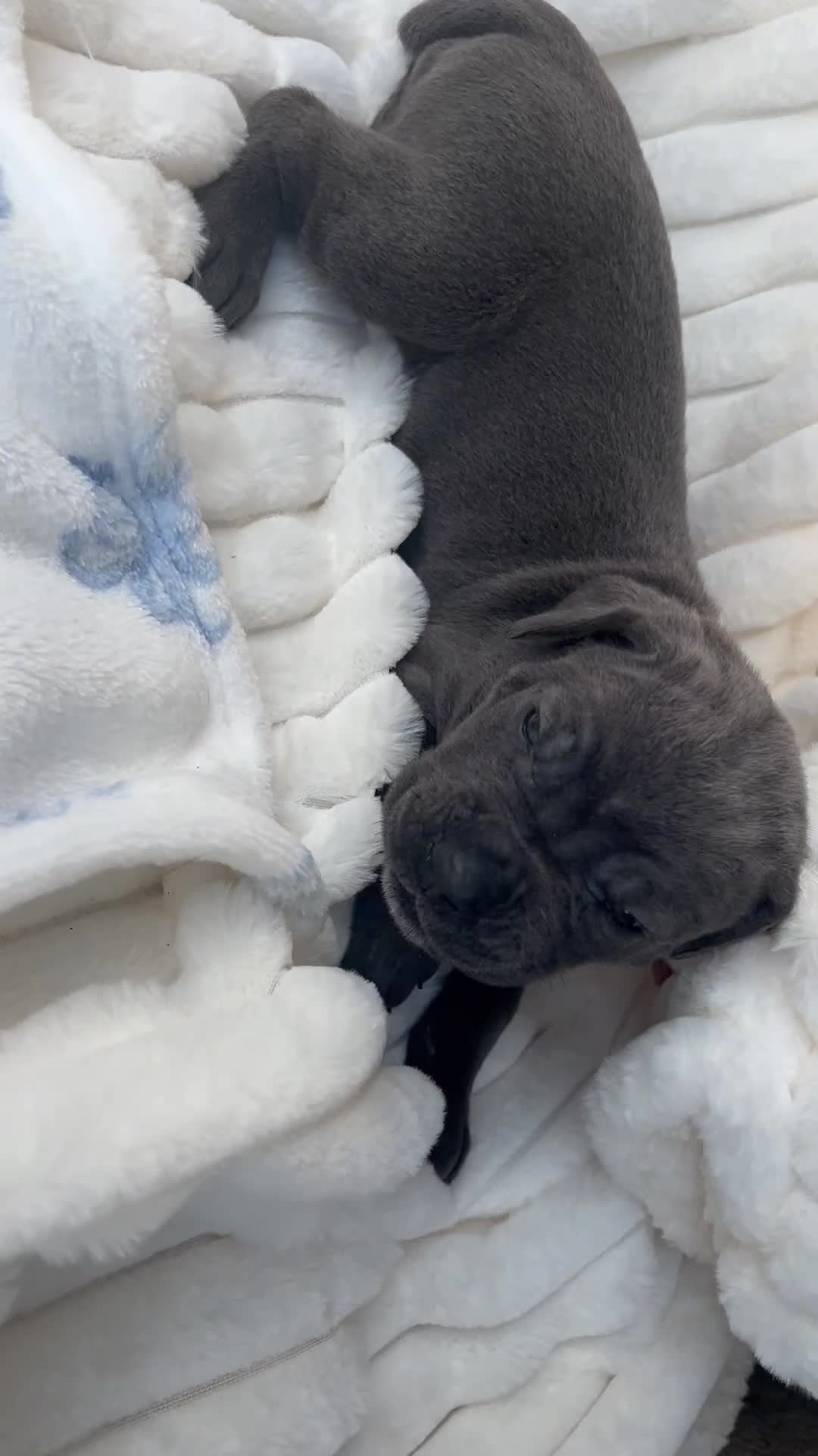 Cane Corso dogs for sale: lala - Video 1