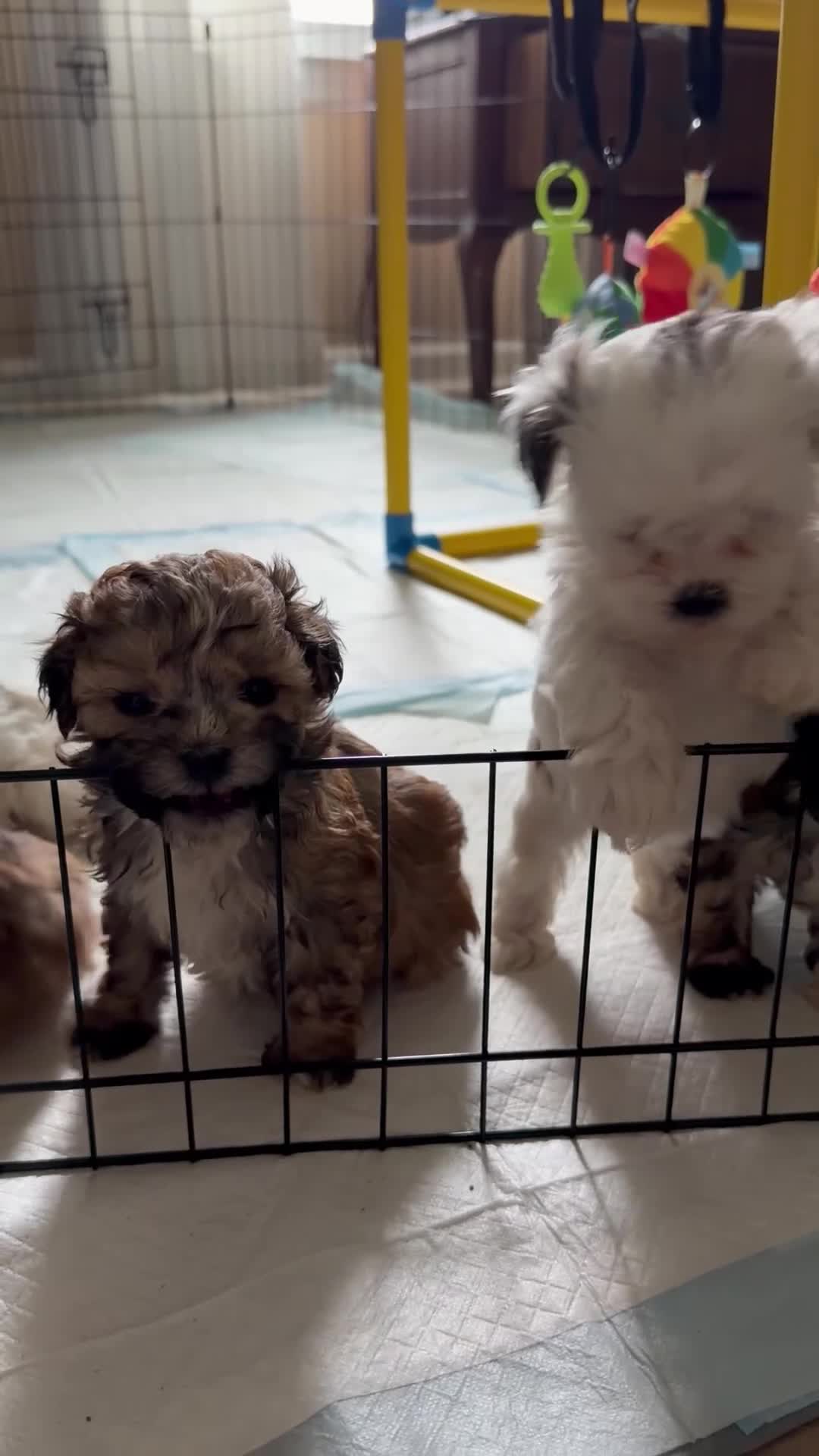 Shihpoo dogs for sale: Layne - Video 1